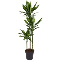 Plant in a Box - Dracaena fragrans 'Cintho' Höhe