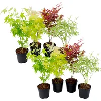 Plant in a Box - Japanischer Ahorn - 8