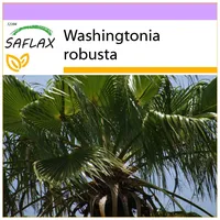 SAFLAX - Washingtonia Fächerpalme - 12 Samen - Washingtonia
