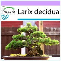 SAFLAX - Bonsai - Europäische Lärche - 75 Samen
