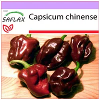 SAFLAX - Chili - Habanero Chocolate - 10 Samen