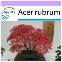 SAFLAX - Bonsai - Roter Ahorn - 20 Samen