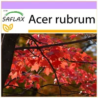 SAFLAX - Rotahorn - 20 Samen - Acer rubrum