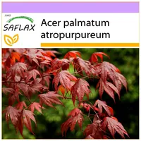 SAFLAX - Roter Fächerahorn - 20 Samen - Acer