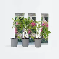 Plant in a Box - 3 Stk - Hydrangea