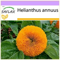 SAFLAX - Sonnenblume Puschel - 40 Samen - Helianthus