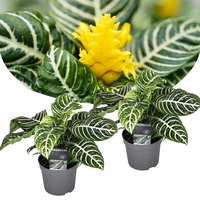 Plant in a Box - Zebrapflanze - 2 Stk
