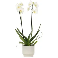 Plant in a Box - Schmetterlingsorchidee - Phalaenopsis -