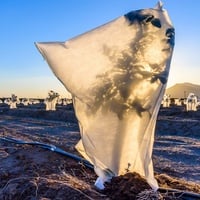 GARDENIX Pflanzenschutz Kübelpflanzensack 65 x 90 cm 2 Stück