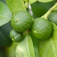 Plant in a Box - Citrus aurantifolia Höhe 25-40cm