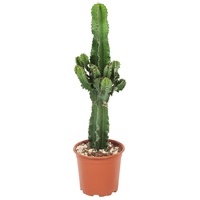 Plant in a Box - Euphorbia ingens Höhe 50-60cm