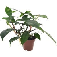 Plant in a Box - Philodendron 'Florida Green' Höhe