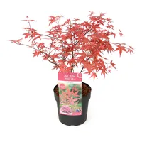 Plant in a Box - Acer palmatum 'Beni Maiko'