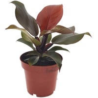 Plant in a Box - Baumfreund - Philodendron 'Sun