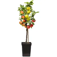 Plant in a Box - Apfelbaum mit 3 Apfelsorten