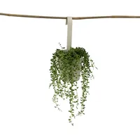 Plant in a Box - Senecio rowleyanus - -