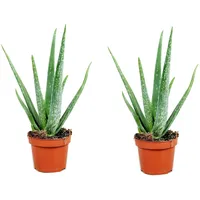Plant in a Box - Aloe Vera - 2