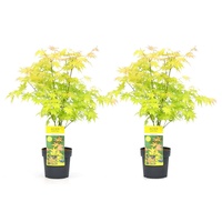 Plant in a Box - Acer palmatum 'Orange Dream'