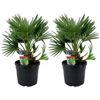 Plant in a Box - Vulkan Zwergpalme - 2