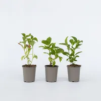 Plant in a Box - 6 Stk - Hydrangea
