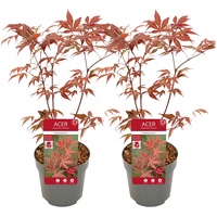 Plant in a Box - Acer palmatum 'Atropurpureum' 2er