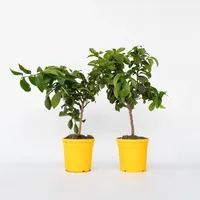 Plant in a Box - 2 Stk - Citrus