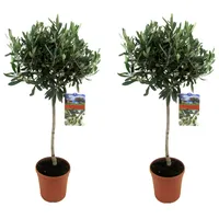 Plant in a Box - Olivenbaum - 2 Stk