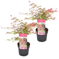 Plant in a Box - Acer palmatum 'Beni Maiko'