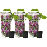 Plant in a Box - 3 Stk - Magnolia