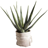 CASANOVA casa NOVA Kunstpflanze H 70 cm | Aloe