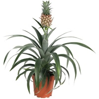 Plant in a Box - Ananaspflanze - Ananas comosus