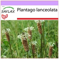 SAFLAX - - Spitzwegerich - 100 Samen