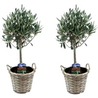 Plant in a Box - Olivenbaum im Korb (45