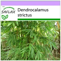 SAFLAX - Kalkutta-Bambus - 50 Samen - Dendrocalamus strictus