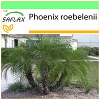 SAFLAX - Zwerg - Dattelpalme - 25 Samen -