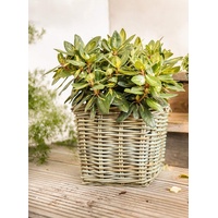 Dekoleidenschaft Pflanzkorb "Koboo Grey" aus Rattan, quadratisch, grau, groß,