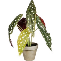 Mica decorations Mica Kunstpflanze Begonie Maculata grün im Topf