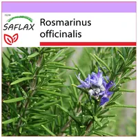 SAFLAX - Heilpflanzen - Echter Rosmarin - 100 Samen