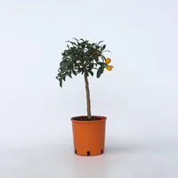 Plant in a Box - Citrus microcarpa fortunella 'Kumquat'