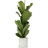 Plant in a Box - Ficus Lyrata - Höhe