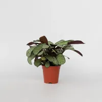 Plant in a Box - Ctenanthe 'Amagris' - Höhe