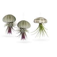 Meinvipshop Seeigelgehäuse mit echter Tillandsia 3 er Set |