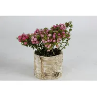 Buri 12x Übertopf birkenstamm Blumentopf Blumenkübel Blumen Pflanzen Deko