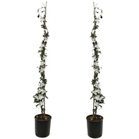Plant in a Box - Trachelospermum jasminoides 2er set