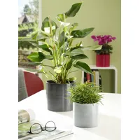 Scheurich Blumentopf aus Keramik, Farbe: Glass Grey, 23 cm