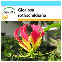 SAFLAX - Geschenkset - Afrikanische Kletterlilie - 15 Samen