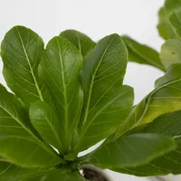 Plant in a Box - Brighamia 'Insignis' Höhe 25-35cm