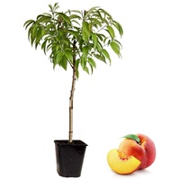 Plant in a Box - Prunus 'Bonanza' Höhe 60-70cm