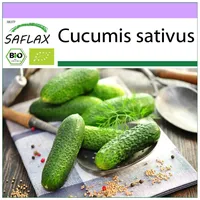 SAFLAX - BIO - Gurke - Vorgebirgstraube - 15