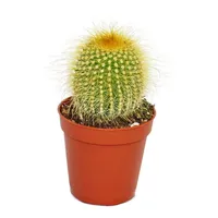 EXOTENHERZ Eriocactus leninghausii kleine Pflanze im 5,5cm Topf